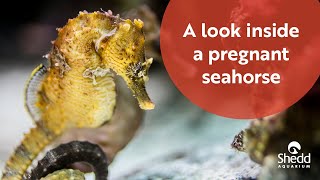 A Look Inside a Pregnant Seahorse [upl. by Anecusa]