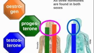 Human endocrine system Role of hormones of the Gonads [upl. by Darton519]