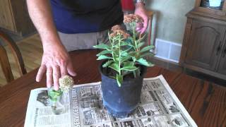 Propagating Sedum Plants [upl. by Knight]