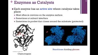 034Enzymes as Catalysts [upl. by Bunker132]