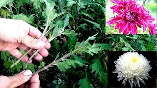 How to grow chrysanthemums from cutting  easy way 100 root [upl. by Aenel]