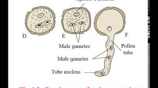 Development of Male Gametophyte in Angiosperm [upl. by Eneryc]