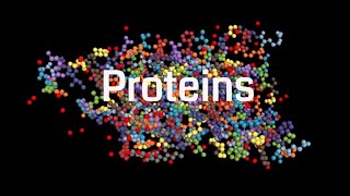 Functions of Macromolecules in Biological Processes [upl. by Naesad]