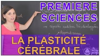 La plasticité cérébrale  Sciences 1ère ESL  Les Bons Profs [upl. by Arihsak]