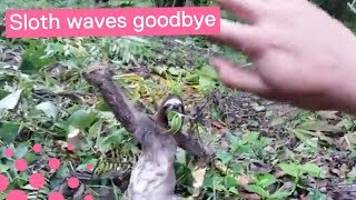 Sloth Rescue Has Unexpected Ending [upl. by Pollak]