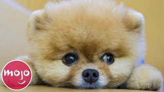 Top 20 Dog Breeds That Have the CUTEST Puppies [upl. by Eitsirhc974]