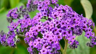 How to Grow Heliotrope [upl. by Westland350]