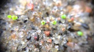 How To Grow Lithops From Seed Part 2 [upl. by Eiluj]