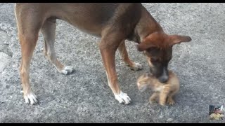 DOG ALMOST EAT THE CAT  DOG VS CAT [upl. by Saylor]