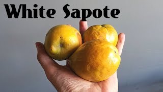 White Sapote Review The fruit that tastes like pudding  Weird Fruit Explorer Ep 260 [upl. by Annuhsal234]