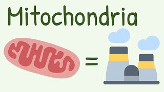 Mitochondria Structure And function [upl. by Hernardo]