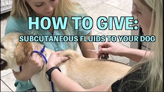 Subcutaneous SQ Fluid administration  DOG [upl. by Ellenet]