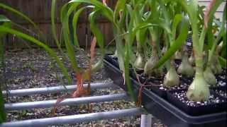 Ornithogalum longibracteatum Pregnant Onion [upl. by Estrellita]