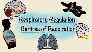 Respiratory Regulation  Part One  Centres of Respiration  Respiratory Physiology [upl. by Etnohc]