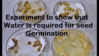 Water is required for Germination Experiment [upl. by Elamrej637]