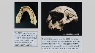 CARTA Origins of Genus Homo – Philip Rightmire Dmanisi Variation and Systematics of Early Homo [upl. by Merell]