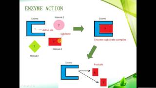 IGCSE BIOLOGY REVISION  Syllabus 5 Enzymes [upl. by Eiznekcam]