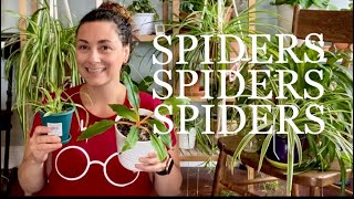 Everything about Spider Plants  Chlorophytum Comosum ✻ [upl. by Nies]