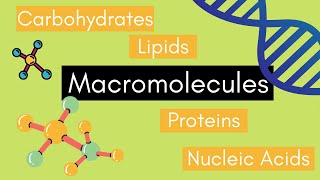 Beginners Guide to MACROMOLECULES [upl. by Kori]