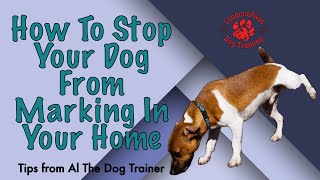 How To Stop Your Dog From Marking In Your Home  Tips From Al The Dog Trainer [upl. by Magdalen]