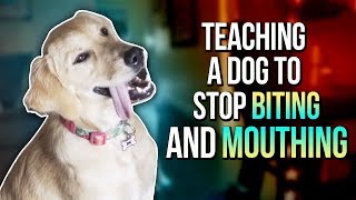 TEACHING A DOG TO STOP BITING AND MOUTHING [upl. by Elvie]