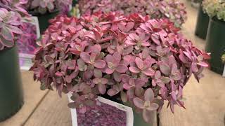 Sedum Sunsparkler® Firecracker Stonecrop  BEST Red Groundcovering Sedum [upl. by Nila]