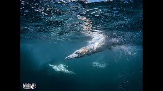 Slow Motion Gannets Underwater [upl. by Manheim]