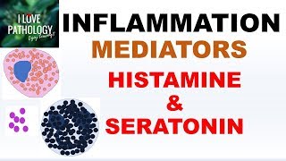 INFLAMMATION Part 4 Chemical Mediators HISTAMINE amp SEROTONIN [upl. by Rodenhouse]