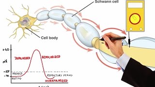 NEURON ACTION POTENTIAL MADE EASY [upl. by Eseilanna]