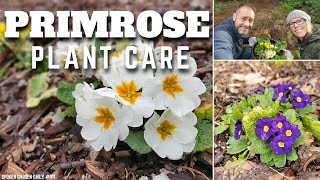 😀 Primrose Plant Care  Plant Chat Friday  SGD 311 😀 [upl. by Maroney433]