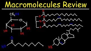 Macromolecules Review [upl. by Anahsahs137]