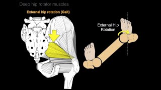 Deep hip rotator muscles [upl. by Nnahtebazile187]