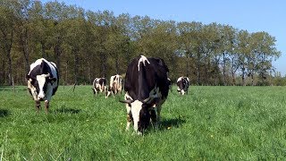 Lélevage bio des vaches laitières à la Bergerie nationale [upl. by Gahan]