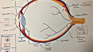 Ojo Anatomía y generalidades [upl. by Tartan157]