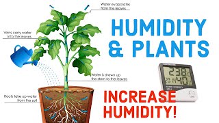 The Real TRUTH about Humidity and Plants Increase Humidity of your Plants [upl. by Fabiola439]