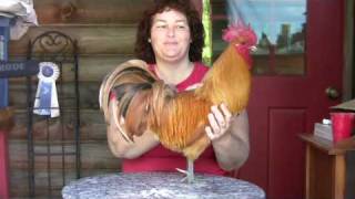 Beckys Homestead 25 All About Chickens [upl. by Ebeohp98]