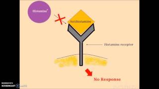 Histamine Part 2  Mechanism of Action of Histamine [upl. by Dirfliw]