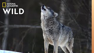 Wolves 101  Nat Geo Wild [upl. by Grider]