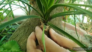 Ponytail Palm Harvesting of baby from caudexPropagation shown with uodate [upl. by Reilly703]