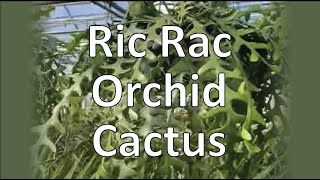 Ric Rac Orchid Cactus [upl. by Ecnahoy272]