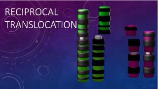 RECIPROCAL TRANSLOCATIONS AND SYNAPSIS [upl. by Alfons]