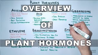 Plant Hormones  Types and Functions [upl. by Earl68]