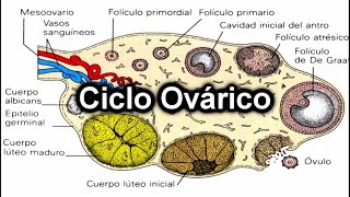 Ciclo Ovárico  Documental de Embriología [upl. by Morville]