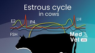 Bovine estrous cycle [upl. by Akoyn]