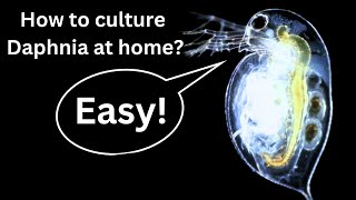 BEST Live Fish Food Beginner guide How to Culture Daphnia at home [upl. by Thecla694]