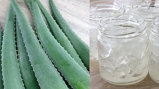 Aloe Vera Gel  Know the benefits  By Dr Bimal Chhajer  Saaol [upl. by Ullyot]