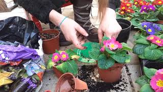 Repotting and care for primulas [upl. by Sears433]