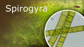 Aquarium Under a Microscope Spirogyra [upl. by Marella223]