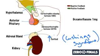 Understanding The Dexamethasone Suppression Test [upl. by Ruffo]