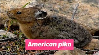 American Pika Ochotona princeps [upl. by Rovelli742]